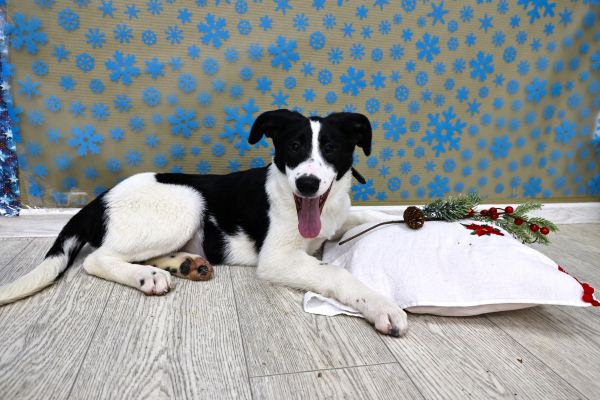 Долли Щенятник